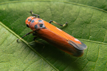 Seven -spotted ladybugs perched on grass tops for food