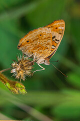 the butterfly is perching on the flower to find food