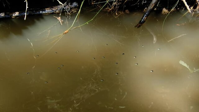 Whirligig beetle (Gyrinus natator) swimming in river, aquatic bugs gyrating on water surface