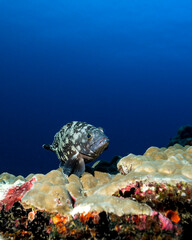 Brown-marbled grouper, Epinephelus fuscoguttatus, in Maldives