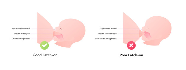 Breastfeeding infographic chart. Vector flat healthcare illustration. Diagram with text of mother and baby breast feeding. Side view section. Good and poor latch-on.