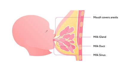 Breastfeeding infographic chart. Vector flat healthcare illustration. Diagram with text of mother and baby breast feeding. Side view section.