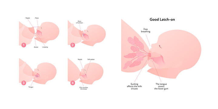 Breastfeeding infographic chart. Vector flat healthcare illustration. Diagram with text of mother and baby breast feeding. Side view section. Stages of good latch-on.