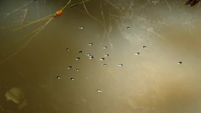 Whirligig beetle (Gyrinus natator) swimming in river, aquatic bugs gyrating on water surface