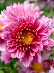 Fototapeta premium Pink Daisy Or Aster Flower