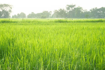 green rice fields, green rice in morning background concept