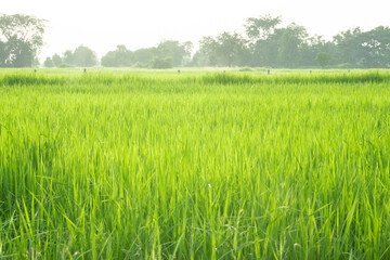 Obraz premium green rice fields, green rice in morning background concept