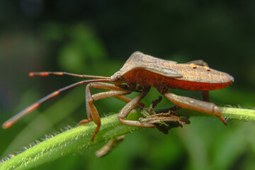 Brown marmorated stink bug on a leaf and mating