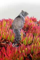 Ground Squirrel on a Hill of Ice Plant