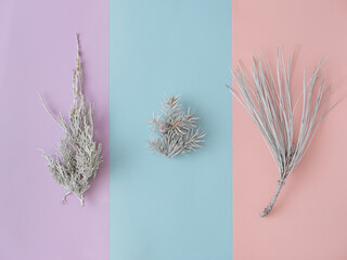 Collage of white fir tree branches over colorful stripes isolated background. Merry Christmas and Happy New Year. Xmas concept. Top view. Flat lay.