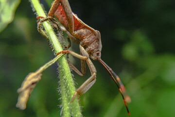Brown marmorated stink bug on a leaf and mating