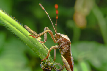 Brown marmorated stink bug on a leaf and mating