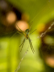 Cyrtophora or Spider Web on Leaf