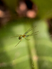 Cyrtophora Spider On Leaf