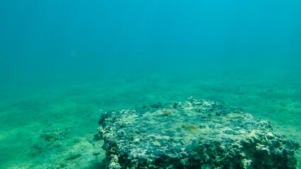 Naklejka na ściany i meble View of the concrete block underwater. Marine vegetation in Adriatic Sea. Dalmatia. Zadar. Croatia. Europe