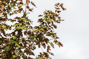 Close up of branches and leaves of the Red Maple, Acer pseudoplatanus 'Atropurpureum', against bright neutral background