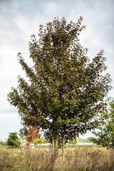 Solitary Red Maple, Acer pseudoplatanus 'Atropurpureum', against blue sky background with veil...