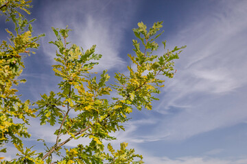 Close up of branches and leaves of a Pedunculate Oak, in fall colors against a background of blue...