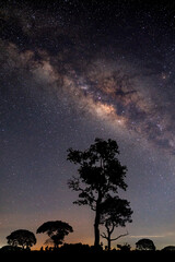 Vertical shot of black tree and milky way and star on dark background.with grain and select white balance.