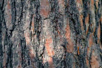 The bark of an old tall pine. Old pine bark texture