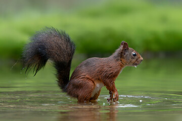Naklejka na ściany i meble Eurasian red squirrel (Sciurus vulgaris) in a pool of water in the forest of Noord Brabant in the Netherlands. Green background. 