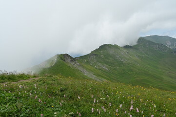 Alpine meadow