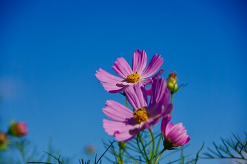 コスモス