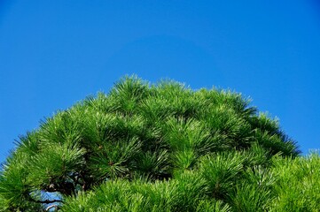 青空の松の木