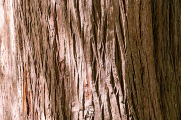 Obraz premium Bark Texture Taxodium mucronatum (Taxodium Huegelii Lawson), commonly known as Montezuma bald cypress or Montezuma cypress, is large evergreen or semi-evergreen tree.