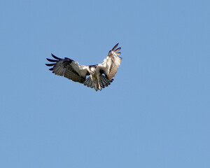 osprey in flight