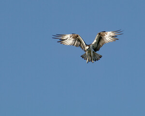 Fototapeta premium osprey in flight