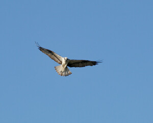 Obraz premium osprey in flight