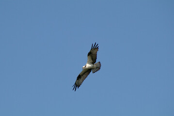 Fototapeta premium osprey in flight