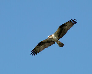 osprey in flight