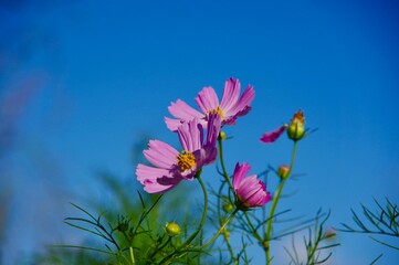 コスモス