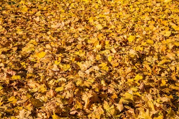 Fallen maple leaves lie on the lawn in autumn on a sunny day in September.