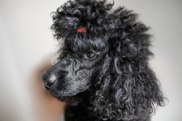 Dog breed black poodle with a tail, close-up portrait
