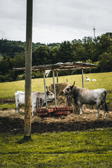 Obraz premium 2 Rinder mit großen Hörnern vor Futtergrippe