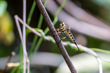 Robber fly (Asilidae) stay at stick for rest