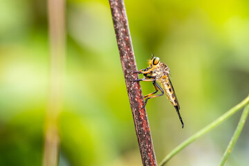 Robber fly (Asilidae) stay at stick for rest
