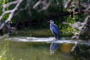 池の中のアオサギ
