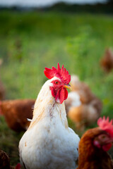 Adult white rooster in closeup