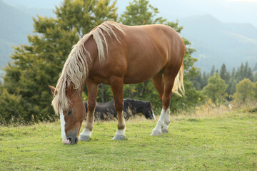 Obraz premium Beautiful horse grazing on green pasture. Lovely pet
