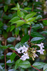 白色のジャスミン