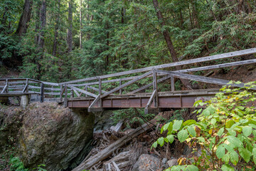 bridge in the forest