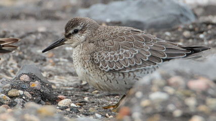 Red Knot