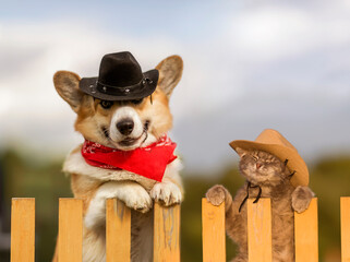 funny cat and dog in cowboy hats sitting on a fence on a farm on a summer day