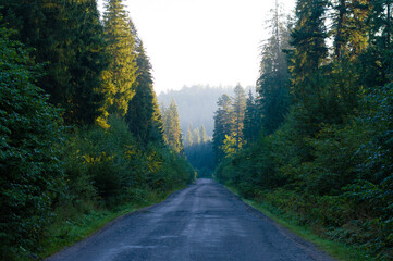 Fototapeta premium photo asphalt road in the forest