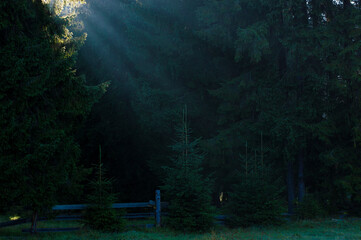 the rays of the dawn sun through the trees