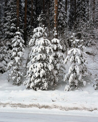 Beautiful white and snowy Finland winter scene. Plenty of snowy trees.